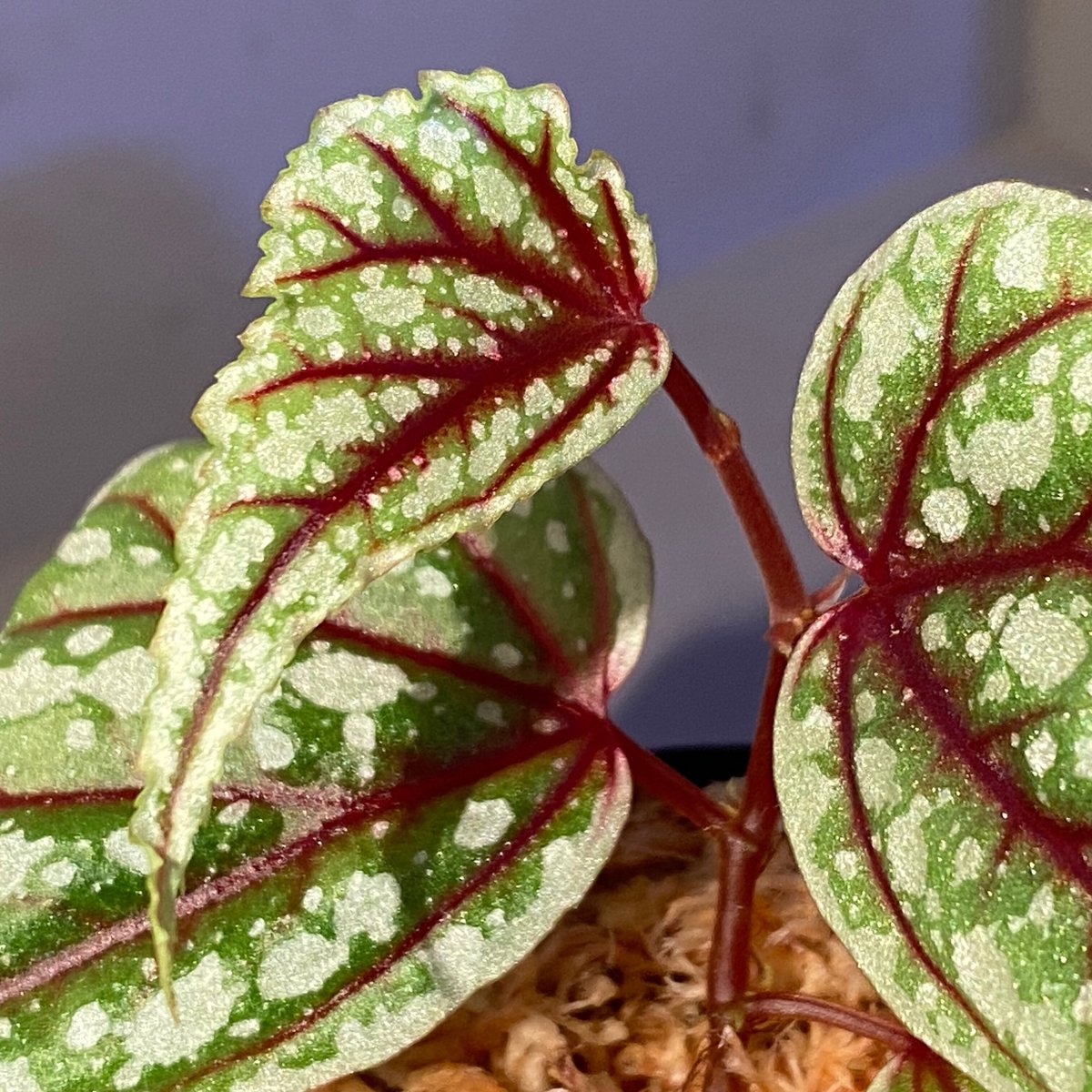 専用！Begonia sp. Sarikei サリケイ　ピンク美株❣️原種ベゴニア Begonia sp. Sarikei サリケイ ピンク美株❣️原種ベゴニア