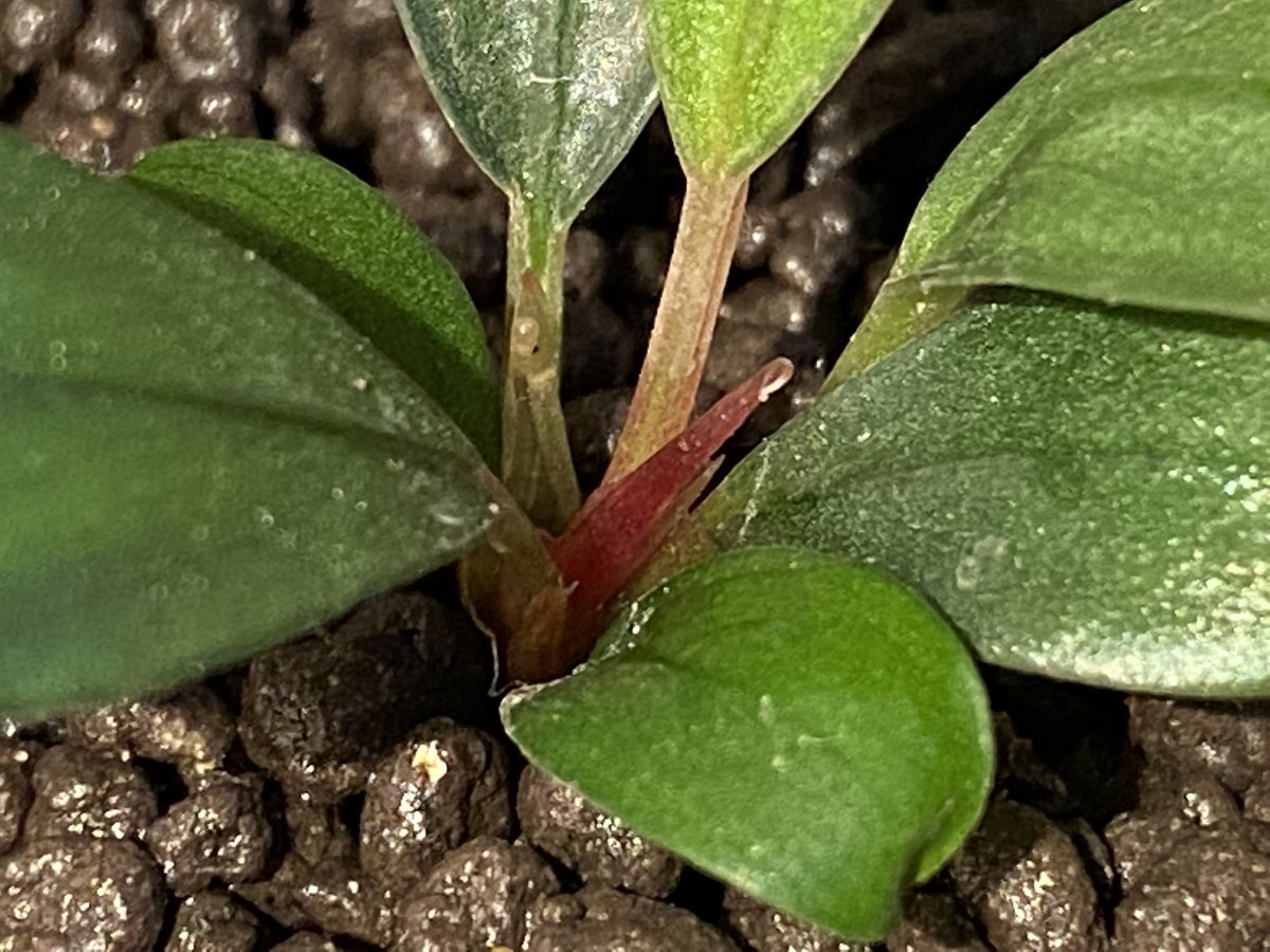 水草 Bucephalandra sp. Sokan Bucephalandra sp. 