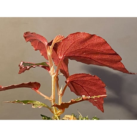 Begonia sp. ぼっち株 from Julau [R1214-01b]