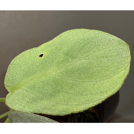 Homalomena sp. "銀鮫" from Aceh sumatera [LA0217-03]