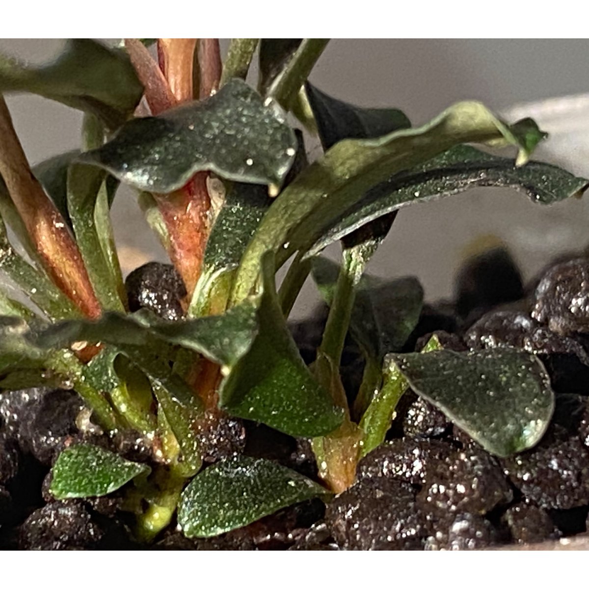 Bucephalandra sp. Varigata親株には子株が4つあります。 Bucephalandra sp. Varigata親株には子株が4つあります