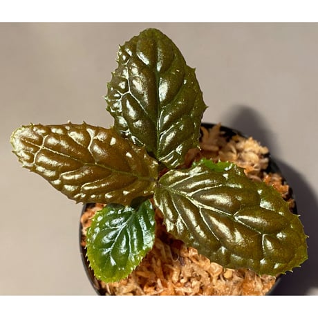 Ardisia sp. from Bengkulu [LA0315-1]
