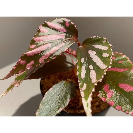 Begonia sp. ぼっち株 from Julau [R1214-01b]