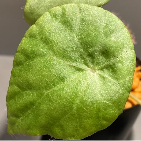 Begonia kingiana from Jerantut [TK170717]