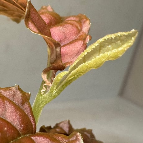 Ardisia sp. from Lao Cai-E [R0517-01]