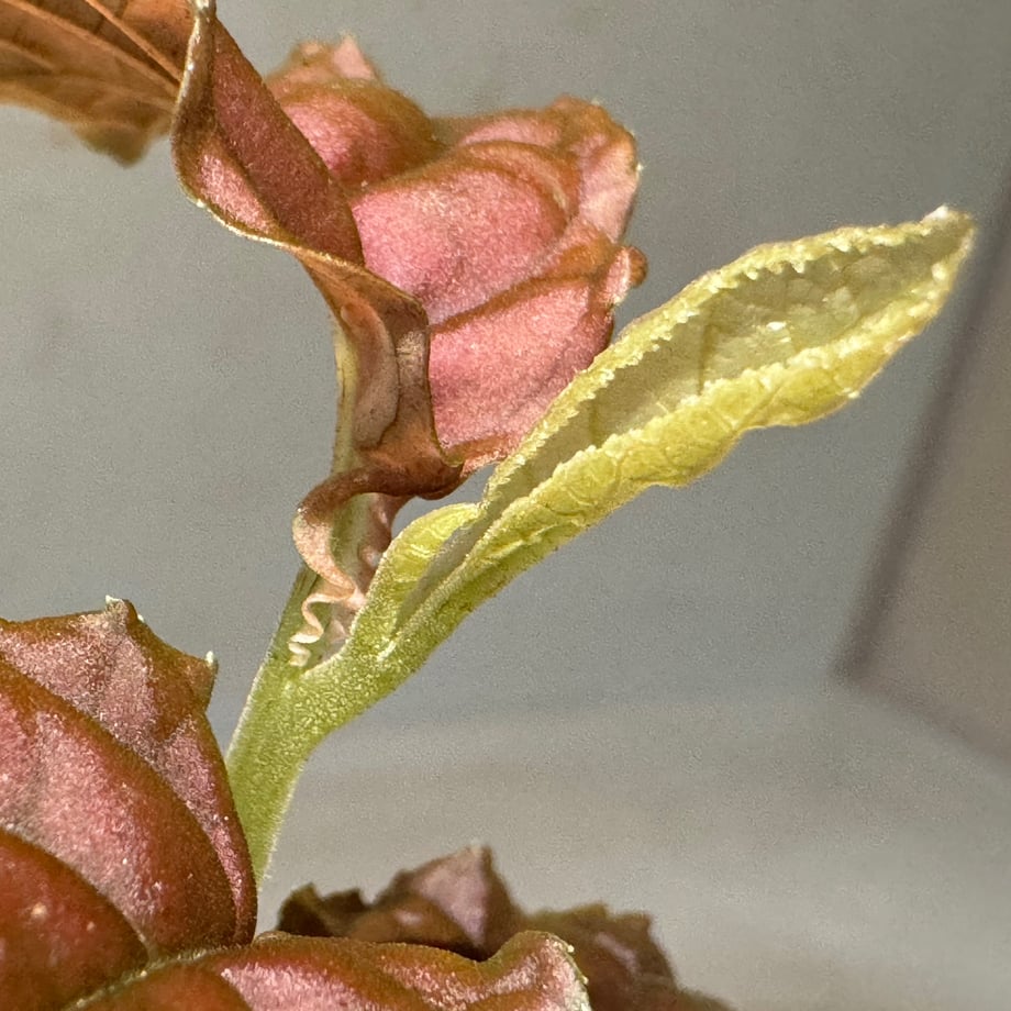 66700e5d2dae18064e98da7b