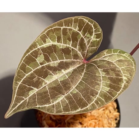 Dioscorea dodecaneura (discolor) from Ecuador
