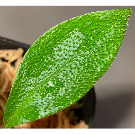 Homalomena hasei "狐尾" from Aceh sumatera [LA0616-04]