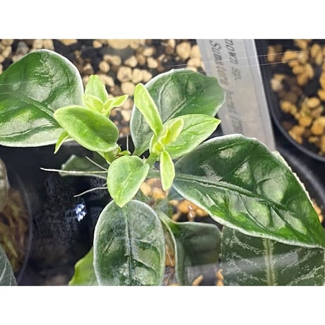 Unknown sp. from Sumatera barat [TB1401]