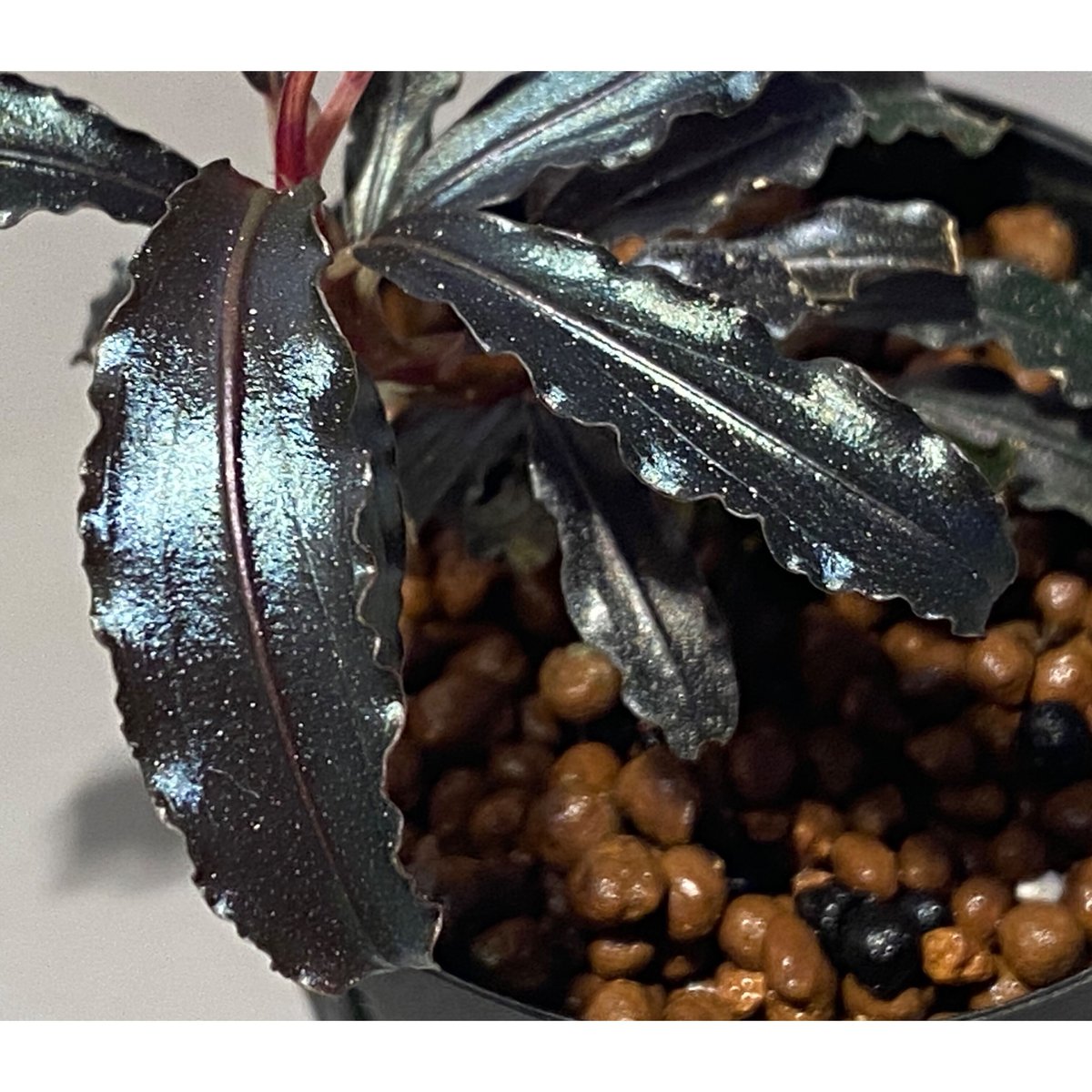 Bucephalandra sp. Black Godzila 大群生株 Bucephalandra sp. 