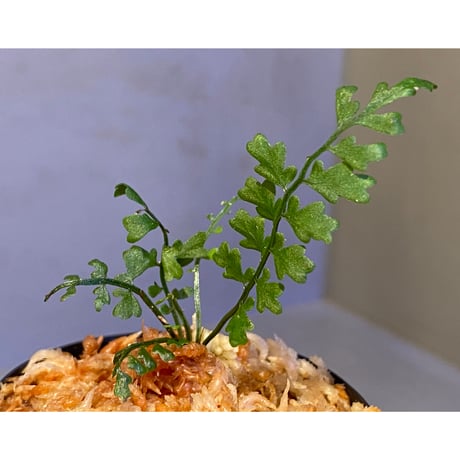 Asplenium quitense from Ecuador 東京ドームらん展購入増殖株 [KSB]