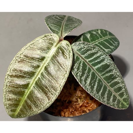Labisia sp. from Riau