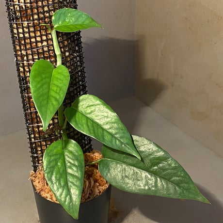Philodendron sp. from Venezuela [tanakay]