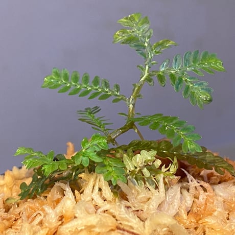 Selaginella picta