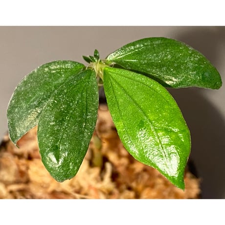 Elatostema sp. from Nopphitam [TK260915]