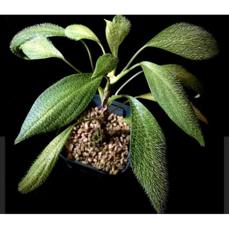 Homalomena hasei "狐尾" from Aceh sumatera [LA0616-04]