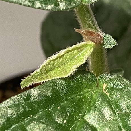 Elatostema sp. (Sri Lanka?)
