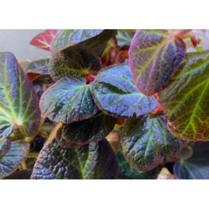 Begonia sp. from Manaus | M・R・G・R