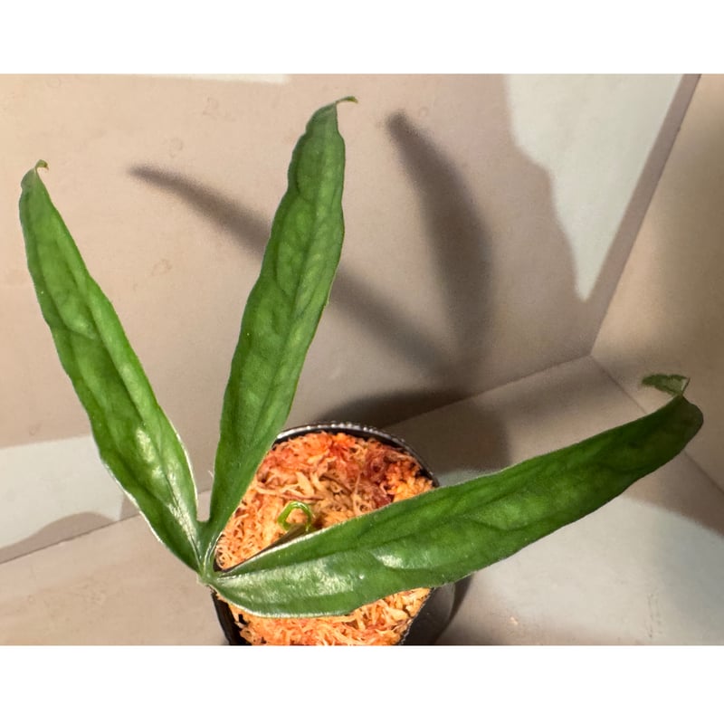 Anthurium aff. eminens | M・R・G・R