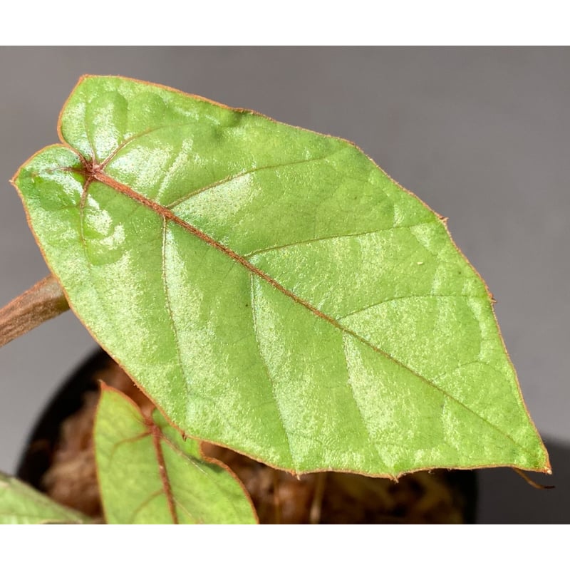 Pterisanthes sp. from Sabah-1 [R0515-01a] | M・R