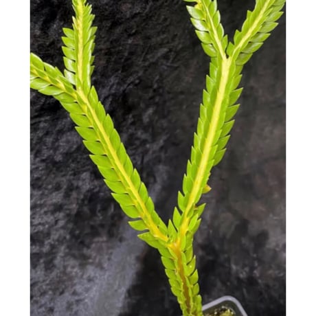 (2芽) Phlegmariurus phlegmarioides Aimas, Sorong, West Papua 伊藤蟻植物農園