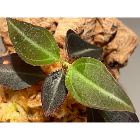 Pachycentria sp. from Selangor