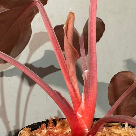 Homalomena sp. "Imperial Japanese Navy" from Resum P.Lingga [AZ0517-11]