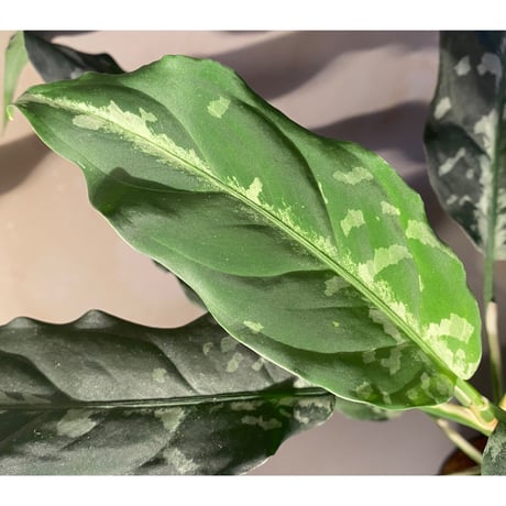 Aglaonema pictum A "しるば〜らいん" from Aceh sumatera [LA0115-3m]