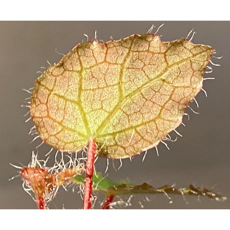 Begonia cf. ferox from Cao Bang [YH040519BK] TK