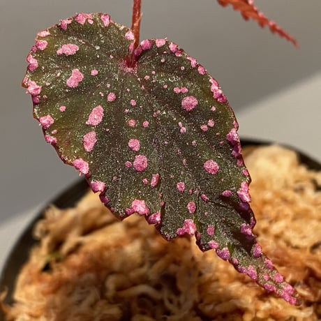 Begonia gracilicyma from Sumatera Barat [TB]
