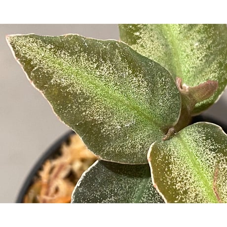 Ardisia malauiana from Kalimantan barat