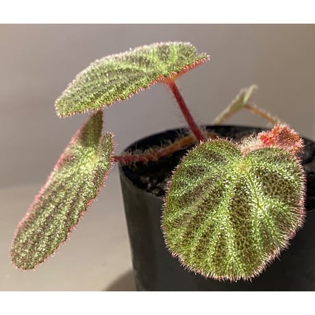 Begonia ningmingensis var. bella