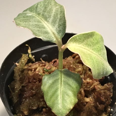 Ardisia sp. from Saripoi [LA0515-02]