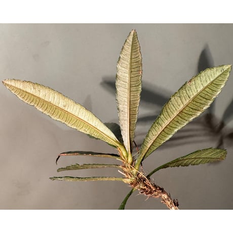 Sauvagesia serrata from West Kalimantan