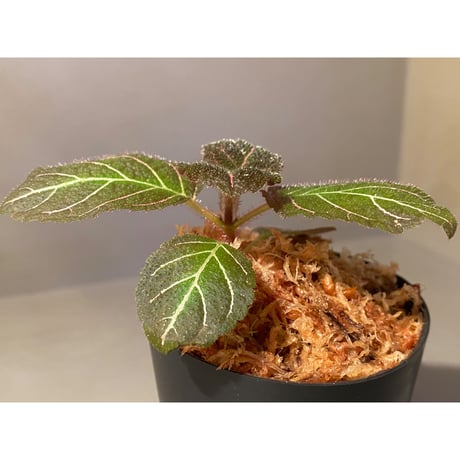 Pearcea hypocyrtiflora from Rio Napo Ecuador [tanakay] 赤葉脈