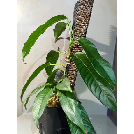 (大株) Unknown from Iquitos Peru [tanakay]