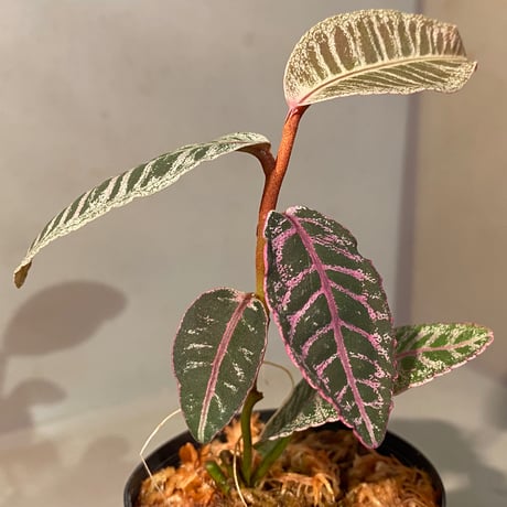 Labisia sp. from Riau