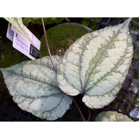 Cissus sp. "Padang" Sumatra barat [TB]