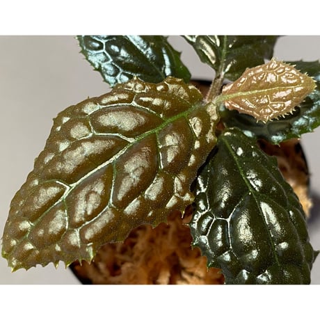 Ardisia sp. from Bengkulu [LA0315-1]