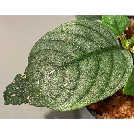Ophiorrhiza? sp. "Kab. Sanggau" Kal barat [TB]