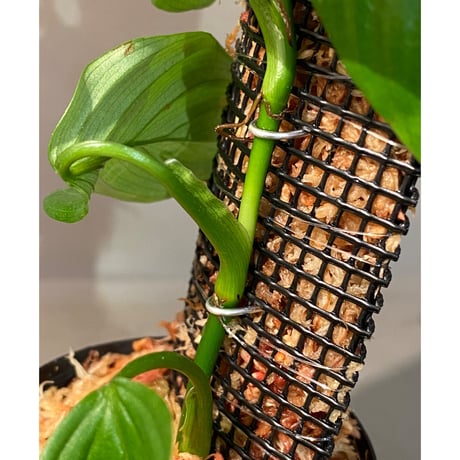 Philodendron sp. from Iquitos Peru [tanakay]