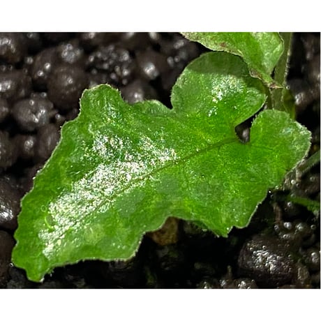 Thelypteris sp. from Sunset Peak [YH0916-f2]