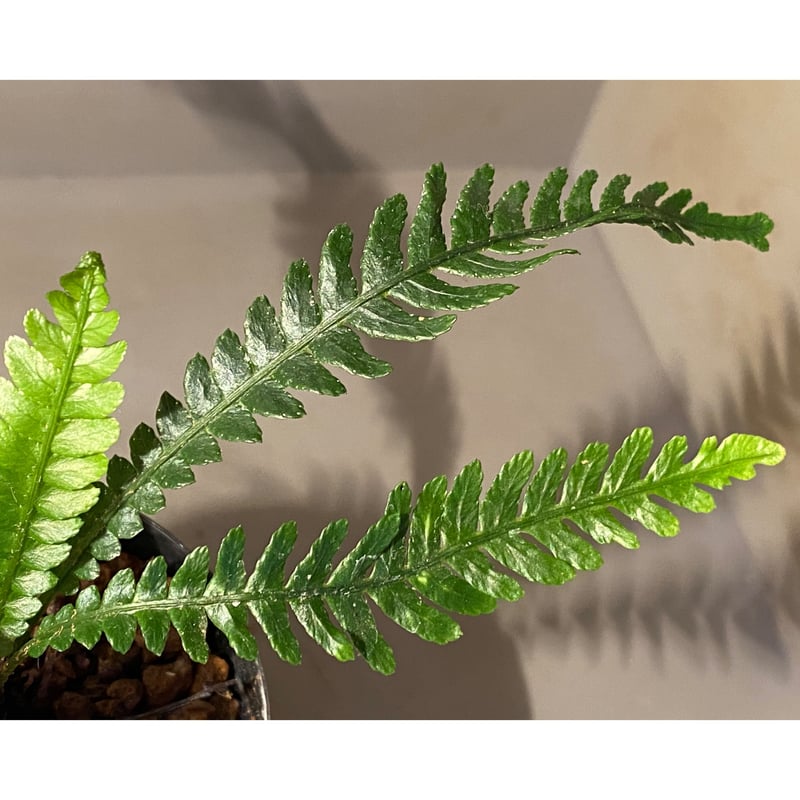 Blechnum obtusatum var. obtusatum from New Cale Blechnum obtusatum var. obtusatum from New Cale
