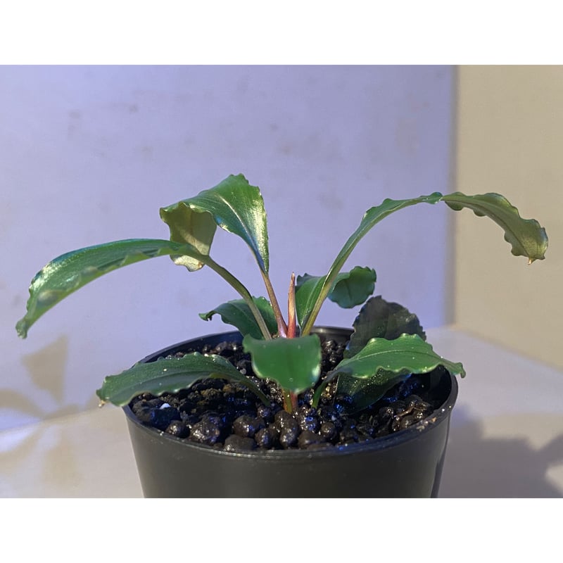 SatoさんBucephalandra Yahoo!オークション - Bucephalandra sp.Pearl Gray