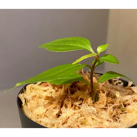 Medinilla sp. from Central Vietnam 900m
