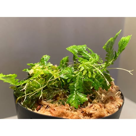 Selaginella sp. バリエガータ from "Nanga pinoh" [TB]