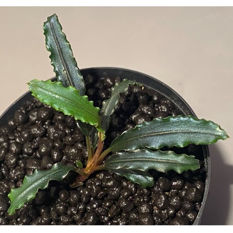 Bucephalandra sp. from "Mangat" [MF0417-2A] ②