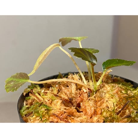 Begonia '煉獄-壱' [LA hyb.-f1-01]