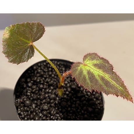 Begonia sp. from Sumatera Utara [HW0816-01]