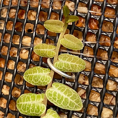 Marcgravia umbellata